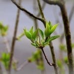 budding trees