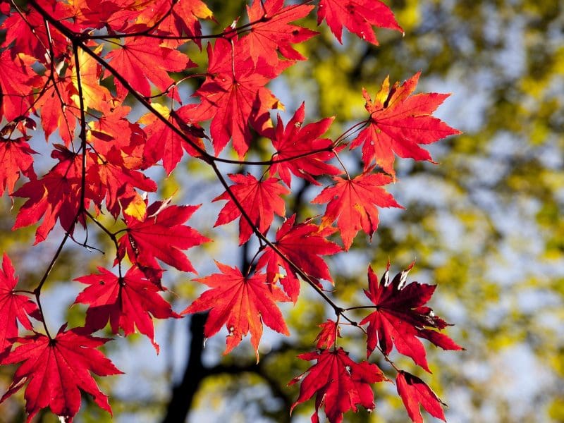 maple leaves